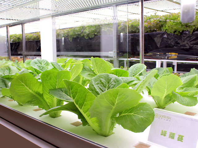 植物照明市場將進(jìn)入增長期 四個(gè)關(guān)鍵點(diǎn)需注意