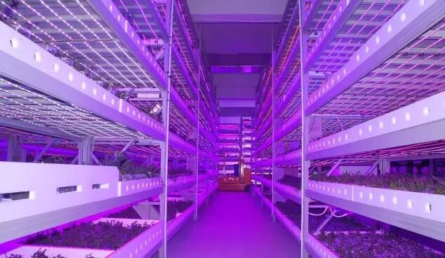 植物照明市場將進(jìn)入增長期 四個(gè)關(guān)鍵點(diǎn)需注意