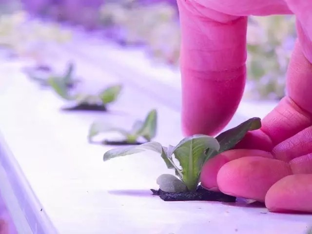 3、LED燈配合水耕技術(shù)在北極圈種菜