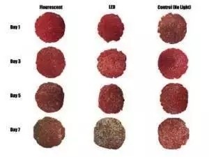 4、LED燈照延長肉品最佳色澤度時(shí)間