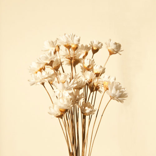 陶瓷花瓶在家居擺設票選中穩居第一位 陶瓷花瓶在家居擺設票選中穩居第一位