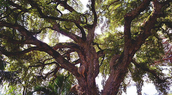 福滿地地板:專注環(huán)保20年,只為消費(fèi)者創(chuàng)造健康家居 福滿地地板:專注環(huán)保20年,只為消費(fèi)者創(chuàng)造健康家居