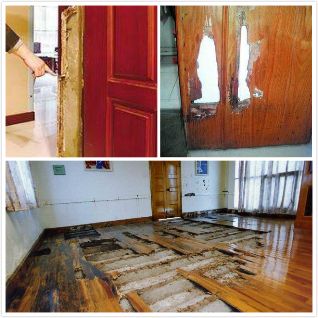 偉業牌防蟲抗蟻板成行業首創，到底妙在哪里？