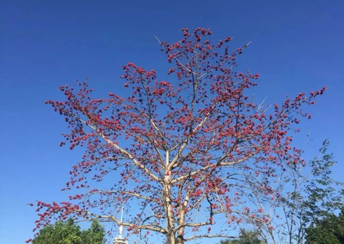 品牌產品|雷士照明用色彩獻禮春天 品牌產品|雷士照明用色彩獻禮春天