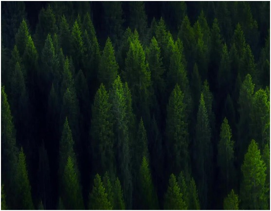 世界環(huán)境日|華洲無(wú)醛板,我是環(huán)保行動(dòng)者! 世界環(huán)境日|華洲無(wú)醛板,我是環(huán)保行動(dòng)者!