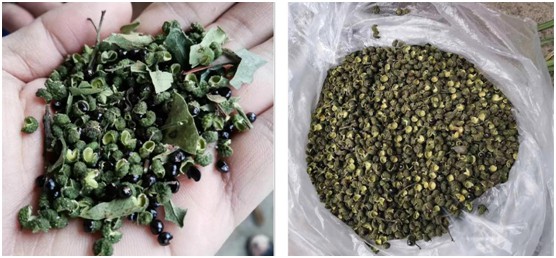 歐思丹熱泵花椒烘干機:每斤干花椒僅需0.5度電 歐思丹熱泵花椒烘干機:每斤干花椒僅需0.5度電