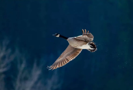 高顏值超實用的健康神器負離子空氣凈化器,送禮太有排面 高顏值超實用的健康神器負離子空氣凈化器,送禮太有排面